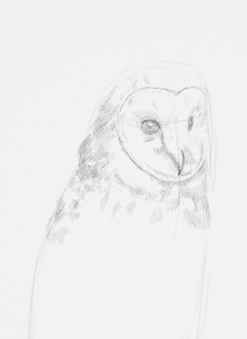 Owl Drawings step by step in Pencil 11