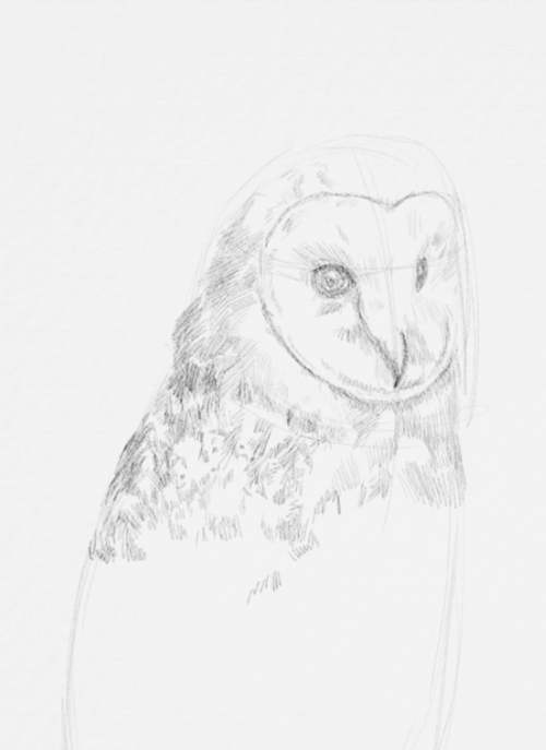 Owl Drawings step by step in Pencil 12