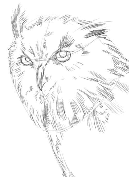 Owl Drawings step by step in Pencil 6