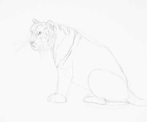 Tiger sketch in pencil 13