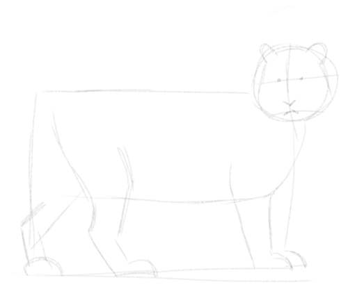 Tiger sketch in pencil 3
