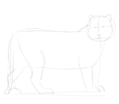 Tiger sketch in pencil 4