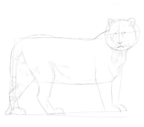 Tiger sketch in pencil 6