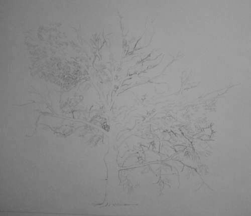 Tree Drawing  32