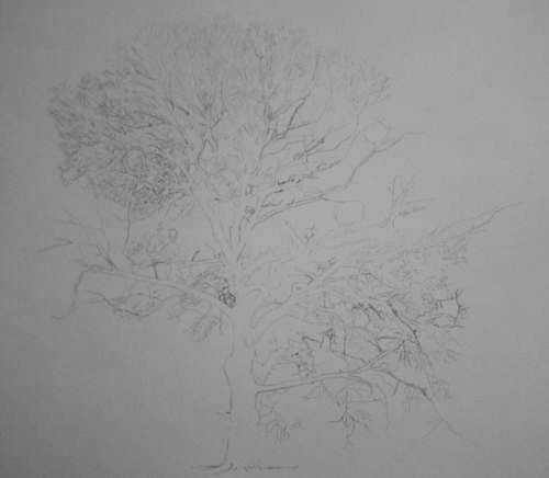 Tree Drawing  33