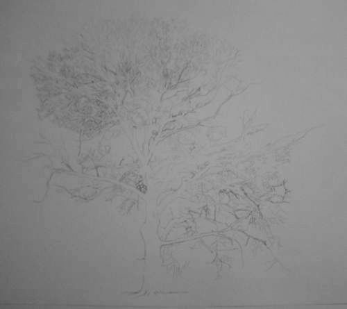 How to Draw a Flowering Tree — Carrie L. Lewis, Artist