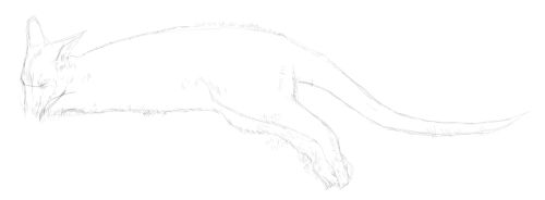 Drawing Animals Ebook