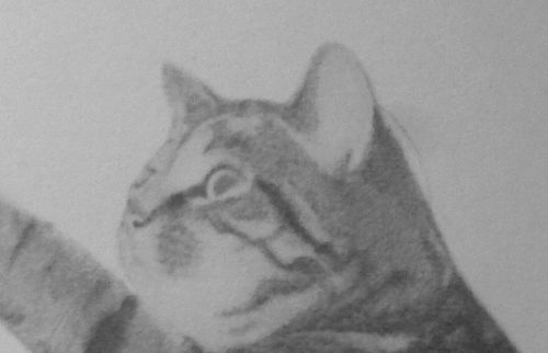 cat drawing close up