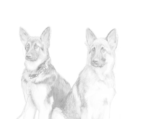 Dog Sketches in pencil 2