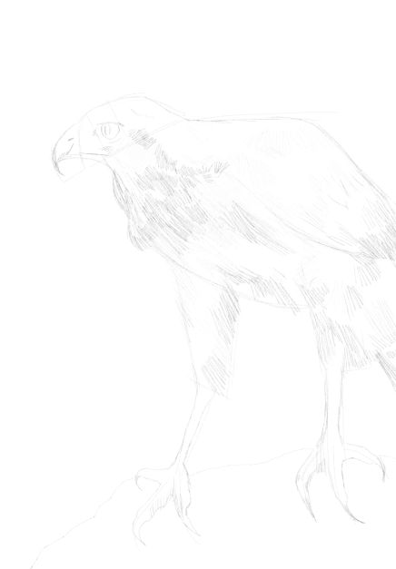 eagle sketch in pencil 18