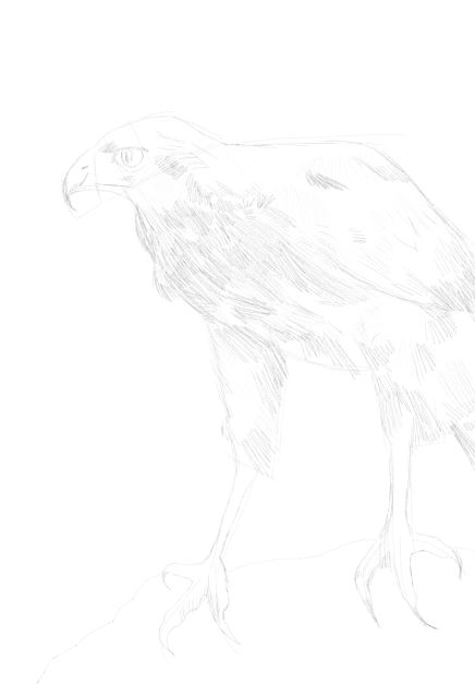 eagle sketch in pencil 19