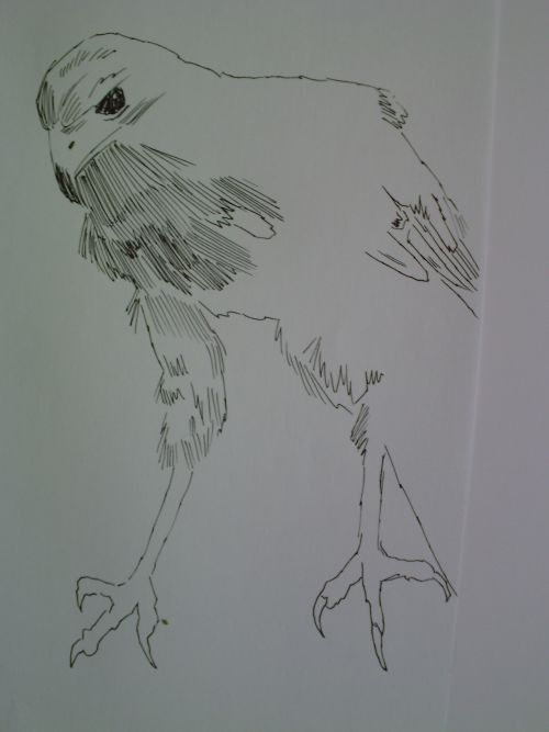 pen and ink eagle drawings 11