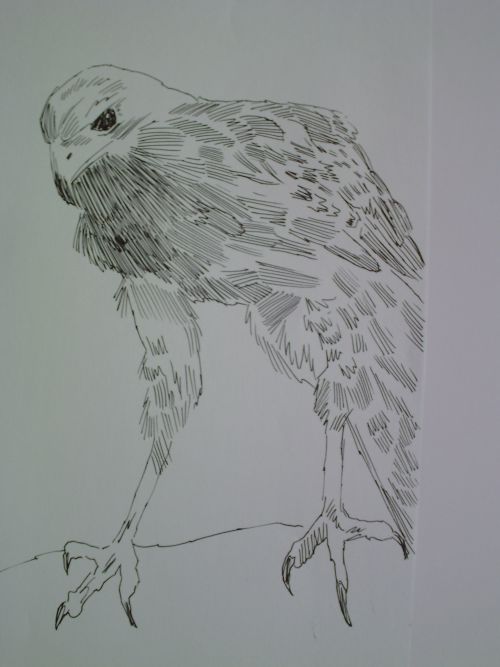 pen and ink eagle drawings 13