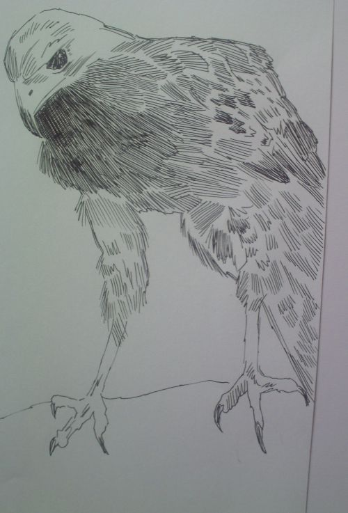 pen and ink eagle drawings 18