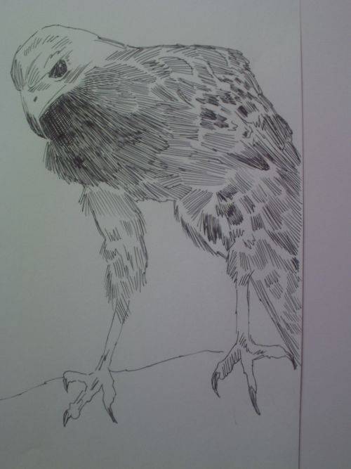 pen and ink eagle drawings 20