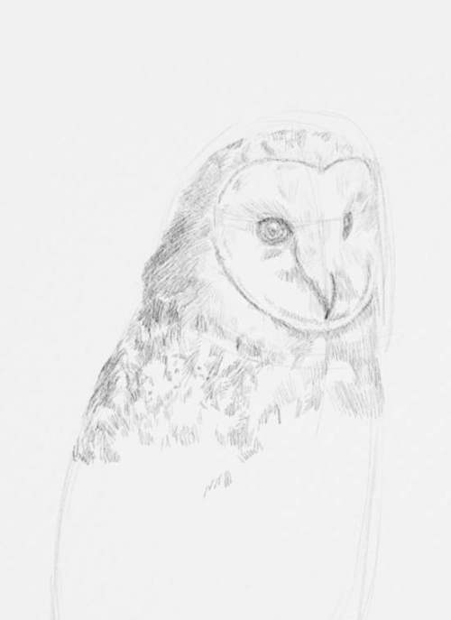 Owl Drawings step by step in Pencil 13