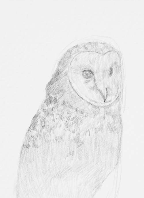 Owl Drawings step by step in Pencil 14