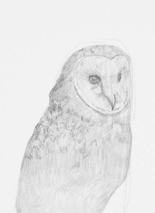 Owl Drawings step by step in Pencil 15