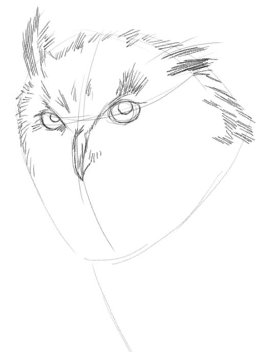 Owl Drawings step by step in Pencil 5