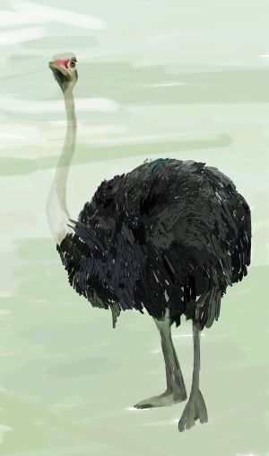 how to draw an ostrich 2