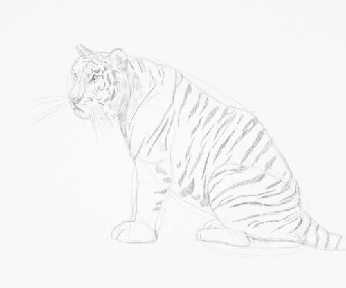 Tiger sketch in pencil 14