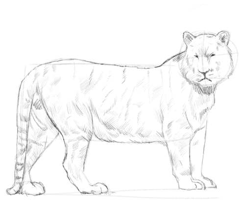 Tiger sketch in pencil 7
